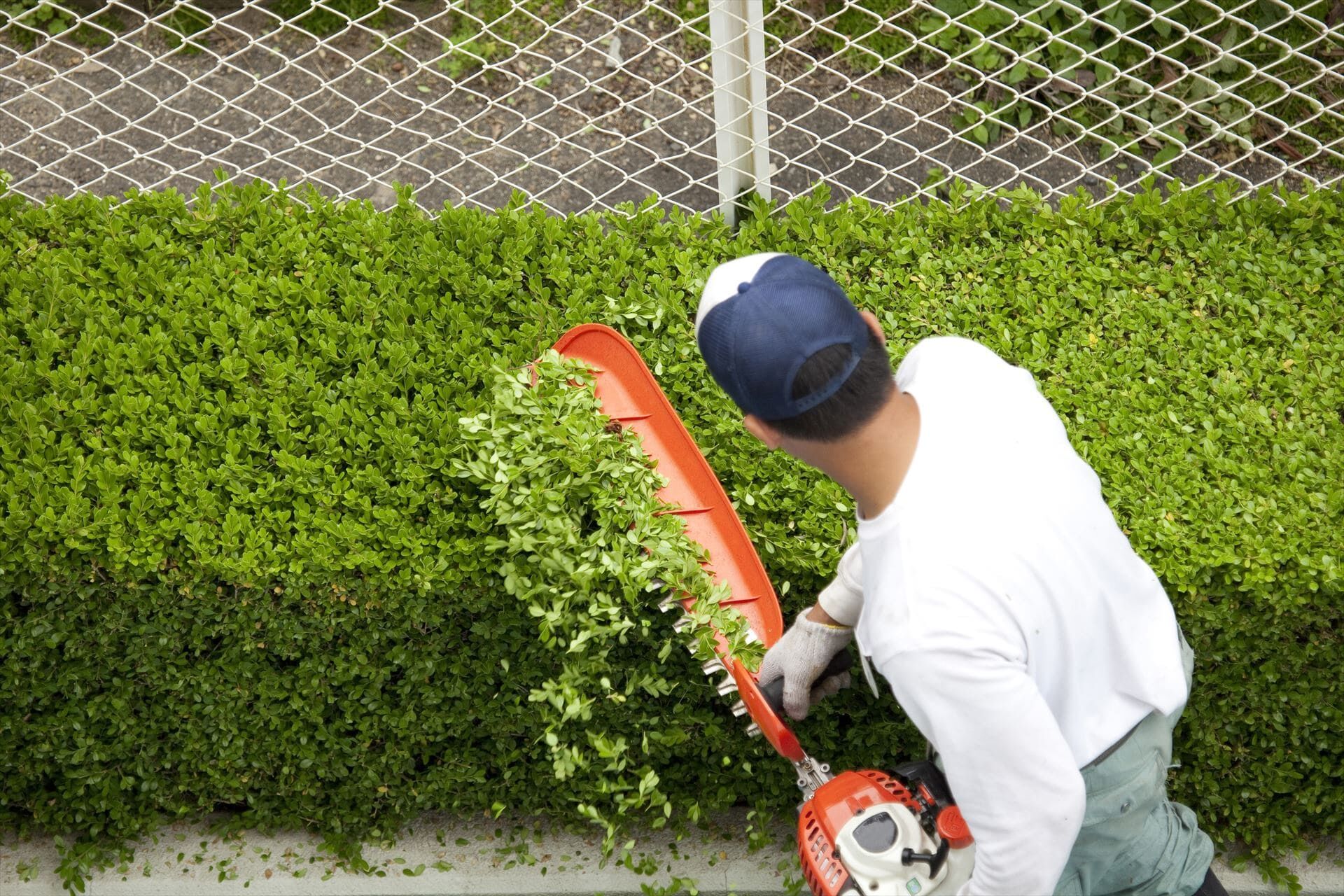 植え込みの木を切る職人