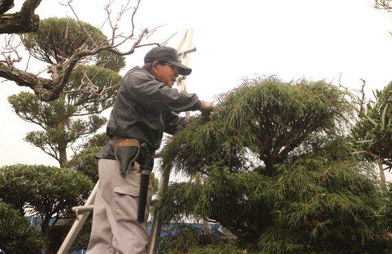 土浦市で植木職人の求人募集をする山中造園
